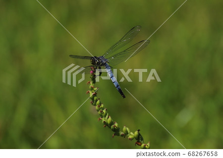 Flowers and creatures 68267658