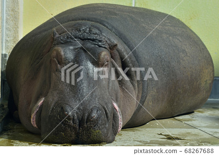 福岡市動物園“河馬” 68267688