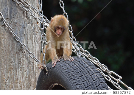 福岡市動物園“日本獼猴” 68267872