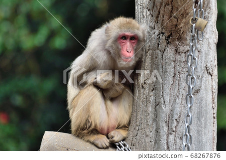 福岡市動物園“日本獼猴” 68267876