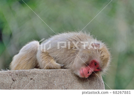 福岡市動物園“日本獼猴” 68267881