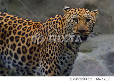 福岡市動物園“豹” 福岡市動物園“豹” 68267990