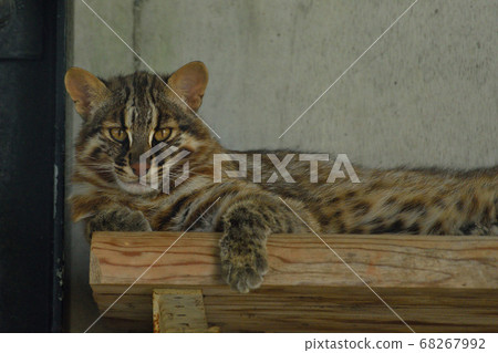 福岡市動物園“山內鶴” 68267992