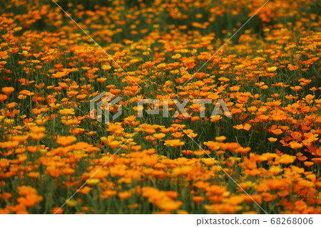 Orange flowers that bloom all around Orange flowers that bloom all around 68268006