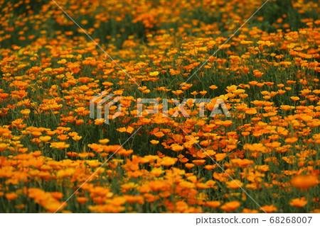 到處綻放的橙花 到處綻放的橙花 68268007