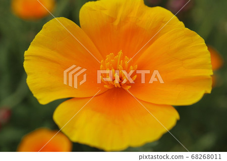 到處綻放的橙花 到處綻放的橙花 68268011