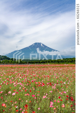 罌粟盛開的初夏花都公園 罌粟盛開的初夏花都公園 68268315