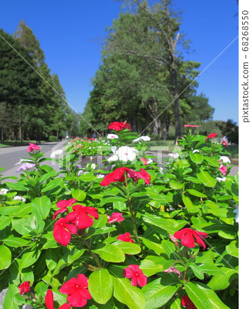 秋天的水本公園風光 秋天的水本公園風光 68268550