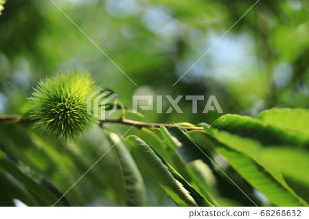 Wakatake no Mori Kurien Wakatake no Mori Kurien 68268632