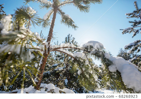 Winter forest Winter forest 68268923