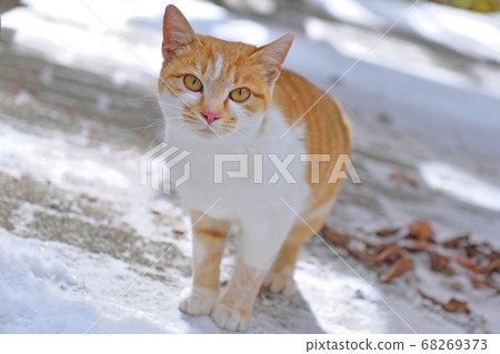 日光的流浪貓 68269373