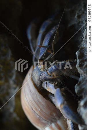 Okinawa purple hermit crab Okinawa purple hermit crab 68269448