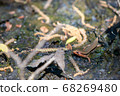 Japanese lizard 68269480