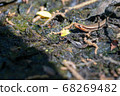 Japanese lizard sunbathing 68269482