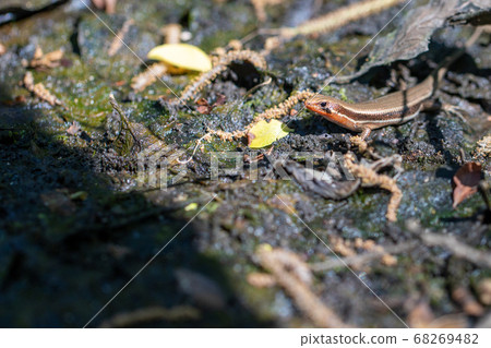 Japanese lizard sunbathing Japanese lizard sunbathing 68269482