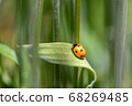 Ladybugs that have just grown from pupae 68269485