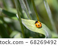 Ladybugs that have just grown from pupae 68269492