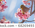 Medicine sucking honey from Kawazu cherry tree 68269493