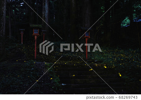 Himebotaru in Gotemba 68269743