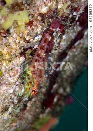 蜻蜓蛇的雄性 68269850