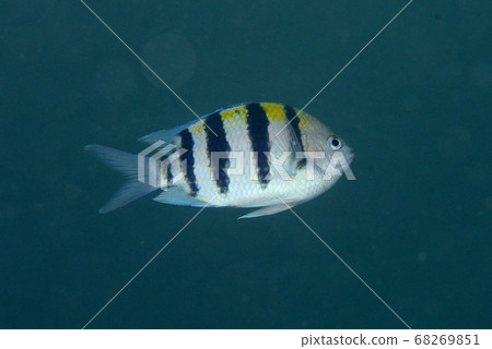 Oyaviccia Oyaviccia 68269851