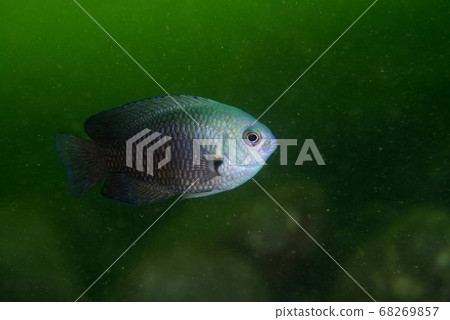 Nagasaki sparrow Nagasaki sparrow 68269857