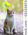Stray cat with beautiful eyes 68269859