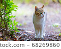 Cat  68269860