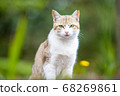 stray cat staring 68269861