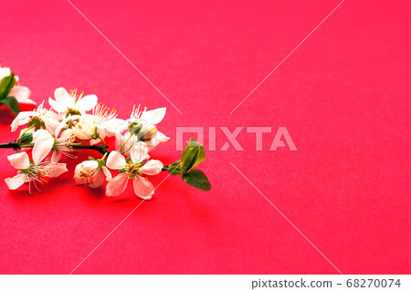 White cherry flower blossoms on red background. White cherry flower blossoms on red background. 68270074