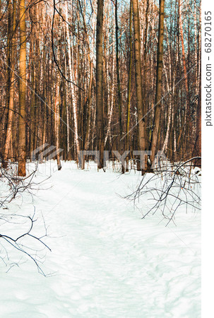Walking path in winter forest with snow on the Walking path in winter forest with snow on the 68270165