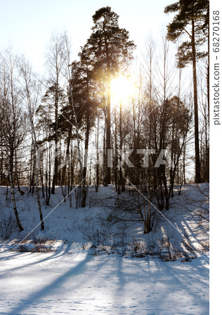 Sun shining through large pine tree on hill at Sun shining through large pine tree on hill at 68270168