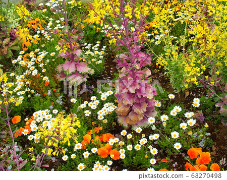 Flower bed scenery that is not well maintained in spring Flower bed scenery that is not well maintained in spring 68270498
