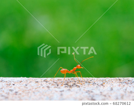 Close up of one red ant looking fine for food on blur background of green leaves Close up of one red ant looking fine for food on blur background of green leaves 68270612