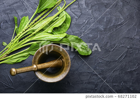 Plantain in herbal medicine 68271102