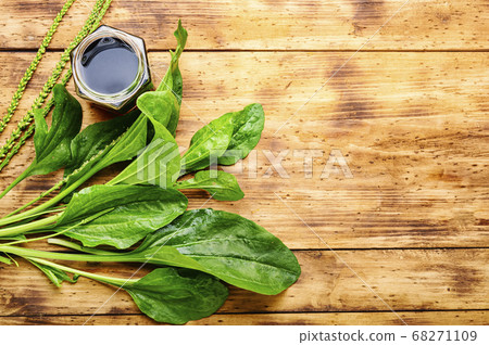 Plantain in herbal medicine 68271109