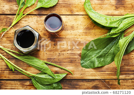 Plantain in herbal medicine 68271120