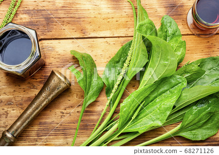 Plantain in herbal medicine Plantain in herbal medicine 68271126