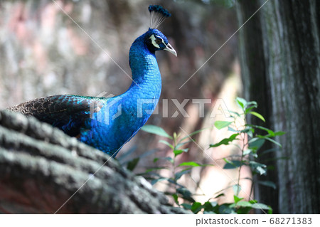 Peacock with a long neck and a luxurious plumage Peacock with a long neck and a luxurious plumage 68271383