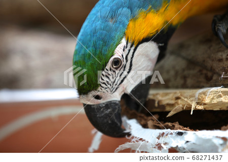 Bright multi-colored parrots sit on a branch Bright multi-colored parrots sit on a branch 68271437