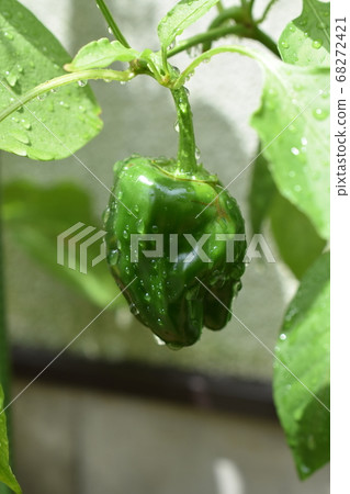 Home garden after the rain 68272421