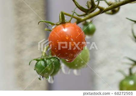 家居花園:雨後的櫻桃番茄 家居花園:雨後的櫻桃番茄 68272503