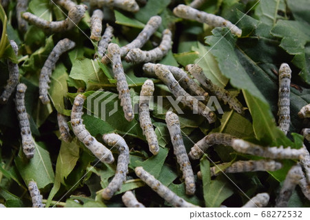 蠶桑業 蠶桑業 68272532