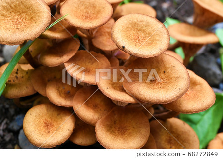 Naratake modoki 68272849