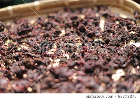 Umeshishi dried in the sun Umeshishi dried in the sun 68272875