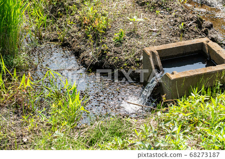 Paddy image 68273187