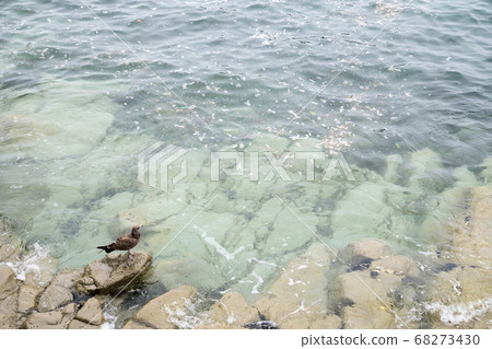 Jodogahama的淺灘 68273430