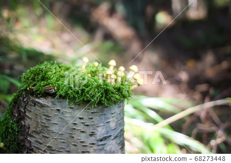Hypholoma fasciculare poisonous mushrooms in wild Hypholoma fasciculare poisonous mushrooms in wild 68273448