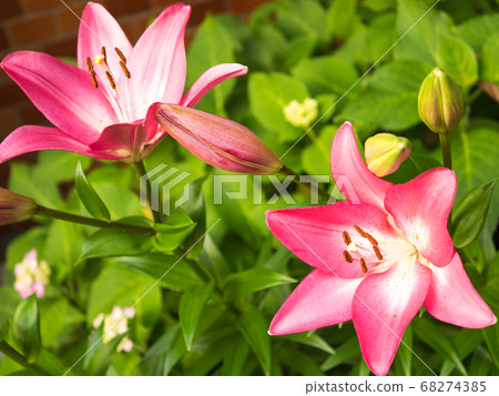 Pink squash lily Pink squash lily 68274385