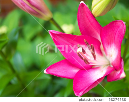 Pink squash lily Pink squash lily 68274388